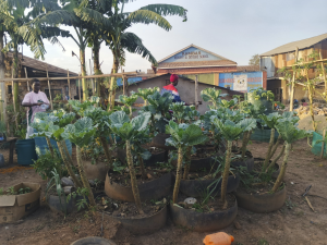 Supporting Women with Urban Farming in Uganda