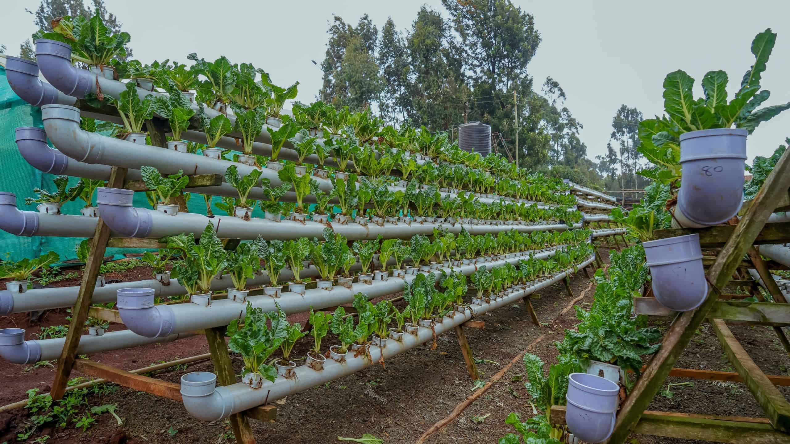 Vertical Hydroponic Systems in Africa made by Hydroponics Africa